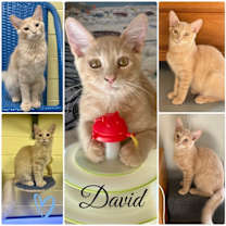 Thumbnail photo of David #3