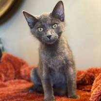 Thumbnail photo of Charlie #1