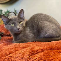 Thumbnail photo of Charlie #2