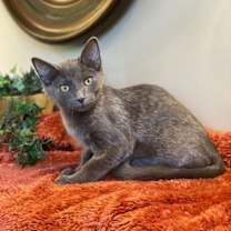 Thumbnail photo of Charlie #3