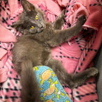 Thumbnail photo of Charlie #4