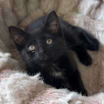 adopt-pet