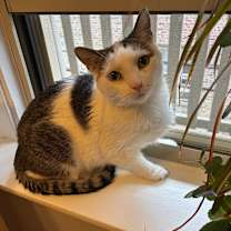 adopt-pet