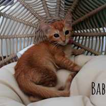 Thumbnail photo of Babette #2