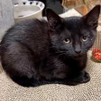 Thumbnail photo of Mia #2