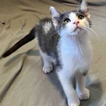 Thumbnail photo of Spangle #2