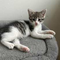 Thumbnail photo of Humphrey #2