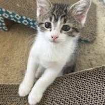 Thumbnail photo of Humphrey #3