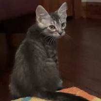 Thumbnail photo of Inky #2