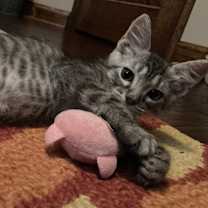 Thumbnail photo of Inky #3