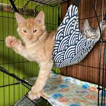 Thumbnail photo of Pinky #2