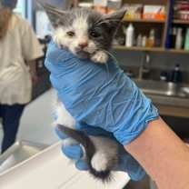 Thumbnail photo of Rainbow Sign #2