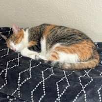 Thumbnail photo of Luna #2