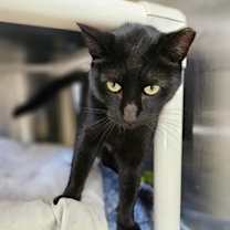 Thumbnail photo of Nino #3