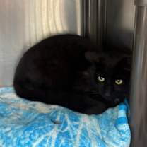 Thumbnail photo of Nino #4