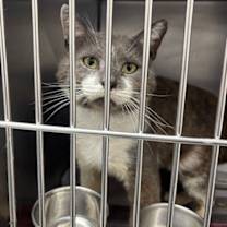 Thumbnail photo of Mr. Grey #4