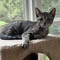 Thumbnail photo of Pixie #3