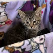 Thumbnail photo of Sully #4