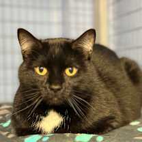 Thumbnail photo of Smokey #2