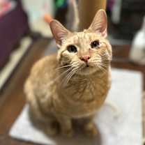 Thumbnail photo of Peach #4