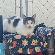 Thumbnail photo of Calculator #3