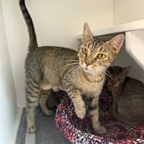 Thumbnail photo of Layla #2