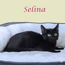 Thumbnail photo of Selina C25-228 #2