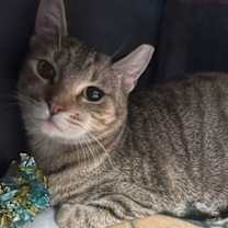 Thumbnail photo of Attica #2