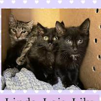 Thumbnail photo of Louis #2