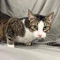 Thumbnail photo of Aramis #2