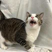 Thumbnail photo of Aramis #3