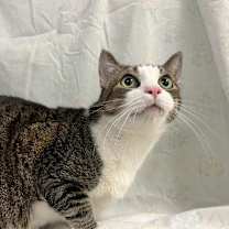 Thumbnail photo of Aramis #4