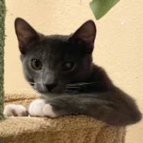 Thumbnail photo of Viktor #4