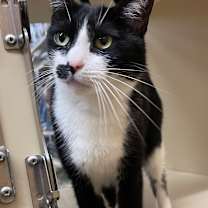 Thumbnail photo of Pumpkin #1