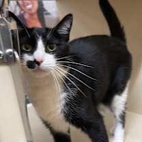 Thumbnail photo of Pumpkin #2