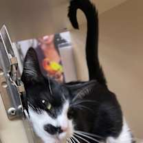 Thumbnail photo of Pumpkin #3