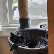 Thumbnail photo of Valora #3