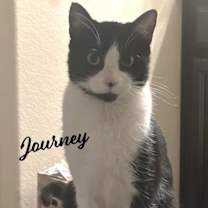 Thumbnail photo of Journey #snuggly-bedfellow #1