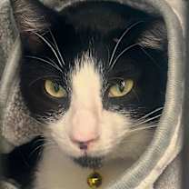 Thumbnail photo of Journey #snuggly-bedfellow #2