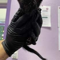 Thumbnail photo of 59352305 #2