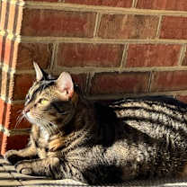 Thumbnail photo of Kit Kat #3