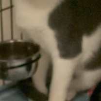 Thumbnail photo of Knox25 #2