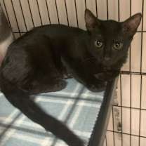 Thumbnail photo of Kooper25 #2