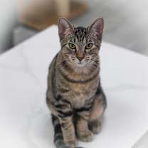 Thumbnail photo of Stryker #1