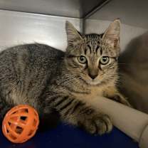 Thumbnail photo of Ziggy #1