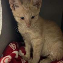 Thumbnail photo of Crush #2