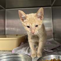 Thumbnail photo of Crush #4