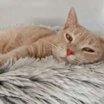 Thumbnail photo of Honeybee #1