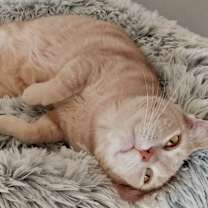 Thumbnail photo of Honeybee #2