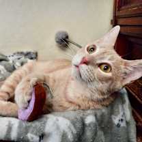 Thumbnail photo of Honeybee #3